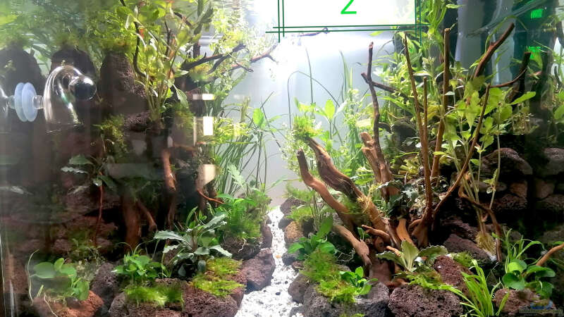 Pflanzen im Aquarium Jungle Rock von Michi0311 (3)