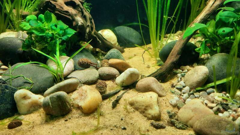 Aquarium Betta jungle -aufgelöst- von okefenokee (4)