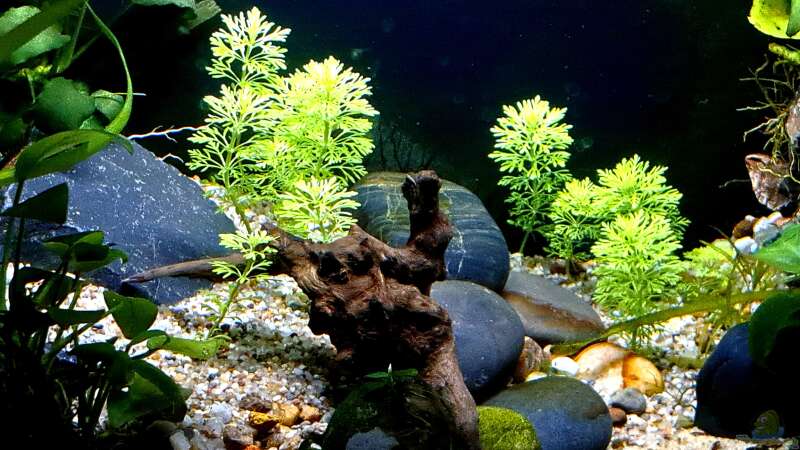Pflanzen im Aquarium Betta jungle -aufgelöst- von okefenokee (26)