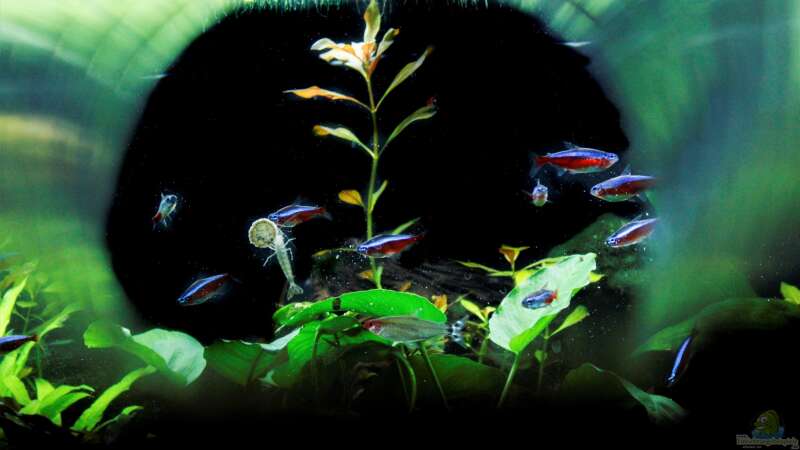 Besatz im Aquarium Neon von Antschi (9)