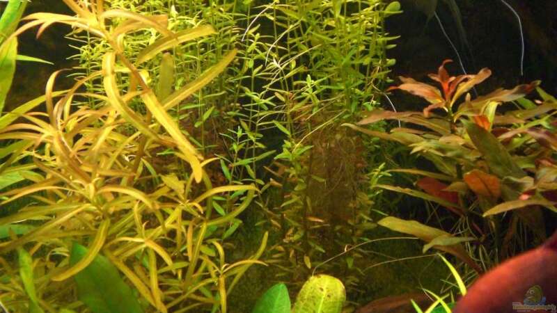 Pflanzen im Aquarium Becken 4396 von Jockwer Rene´ (14)