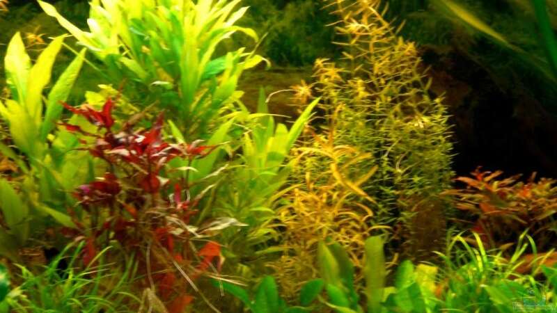 Pflanzen im Aquarium Becken 4396 von Jockwer Rene´ (15)