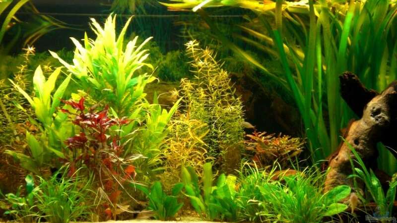 Pflanzen im Aquarium Becken 4396 von Jockwer Rene´ (16)