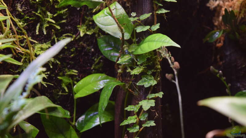 Ficus sagittata und Ficus scandens....beide als Stecklinge gezogen von Junglist (22)