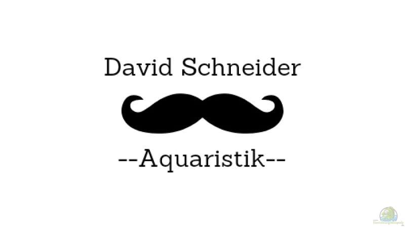 Userbild von David Schneider Aquaristik von David Schneider Aquaristik (32)