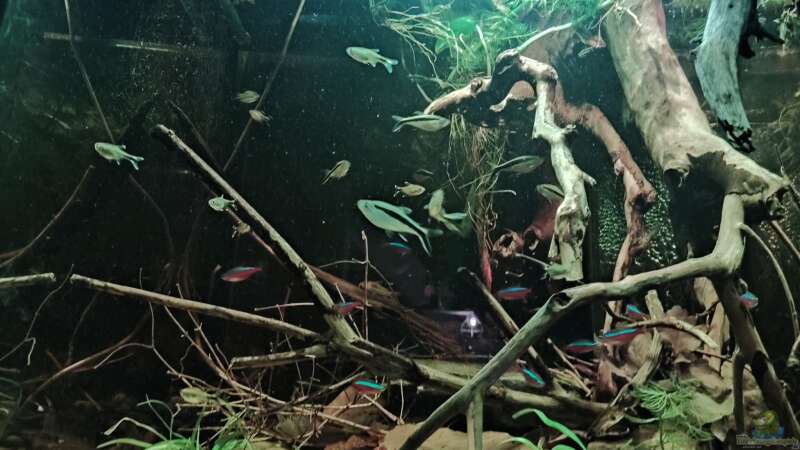 Aquarium Rio Negro Schwarzwasser Biotop von Amazonas (15)