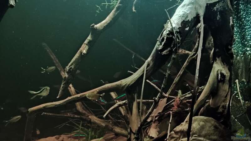Aquarium Rio Negro Schwarzwasser Biotop von Amazonas (16)