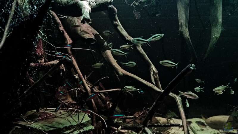 Aquarium Rio Negro Schwarzwasser Biotop von Amazonas (2)