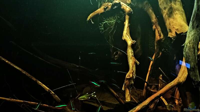 Aquarium Rio Negro Schwarzwasser Biotop von Amazonas (3)