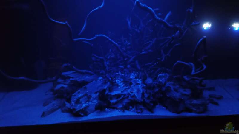 Aquarium 54er Scape / Wood-Stone von Torsten Bullmahn (4)