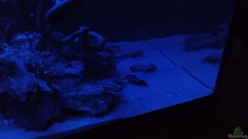 Aquarium 54er Scape / Wood-Stone von Torsten Bullmahn (6)