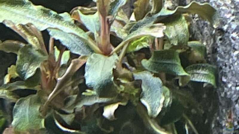 Bucephalandra Kedagang  von Mauri Cangini (10)