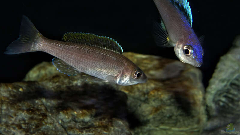 Cyprichromis leptosoma Mpulungu Paar von Cichliden-Kabuff (30)