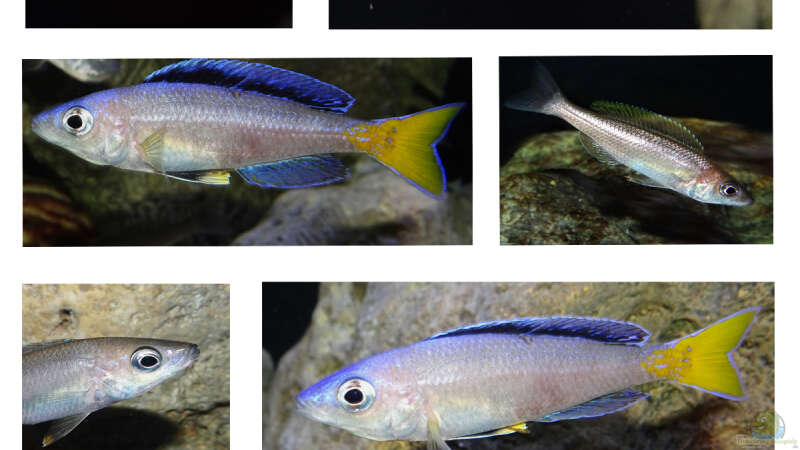 Cyprichromis leptosoma Mpulungu Portfolio von Cichliden-Kabuff (51)