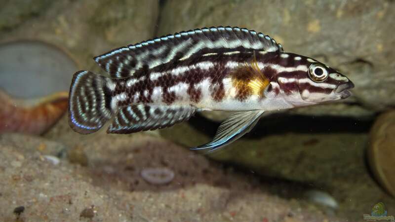 Julidochromis marlieri von Cichliden-Kabuff (22)