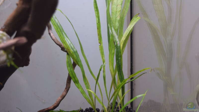 Liliaeopsis mauritiana im Aquarium pflegen (Einrichtungsbeispiele für Mauritius-Graspflanze)