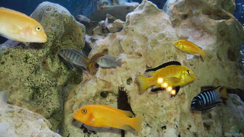 Besatz im Aquarium Becken 4411 von Sascha Bill (12)