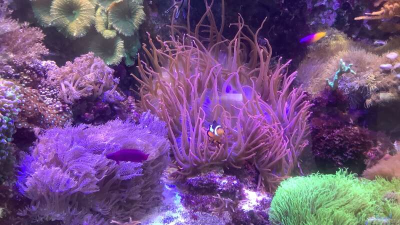 Anemone mit Clownfische  von Diver (22)