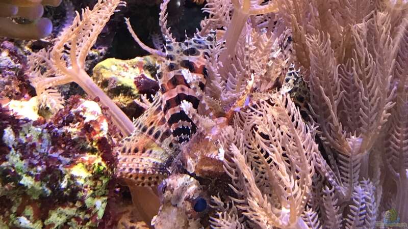 Aquarium Hauptansicht von kleiner Riff-Ausschnitt von Diver (1)