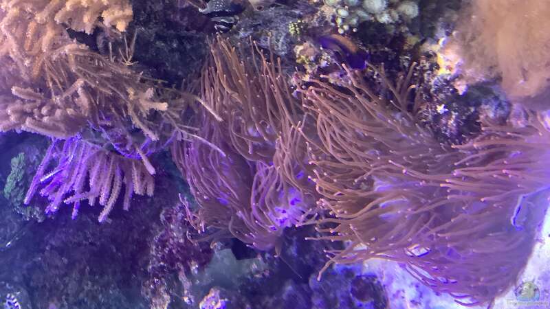 Aquarium kleiner Riff-Ausschnitt von Diver (10)