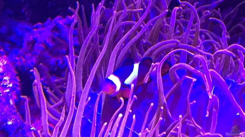 Aquarium kleiner Riff-Ausschnitt von Diver (4)