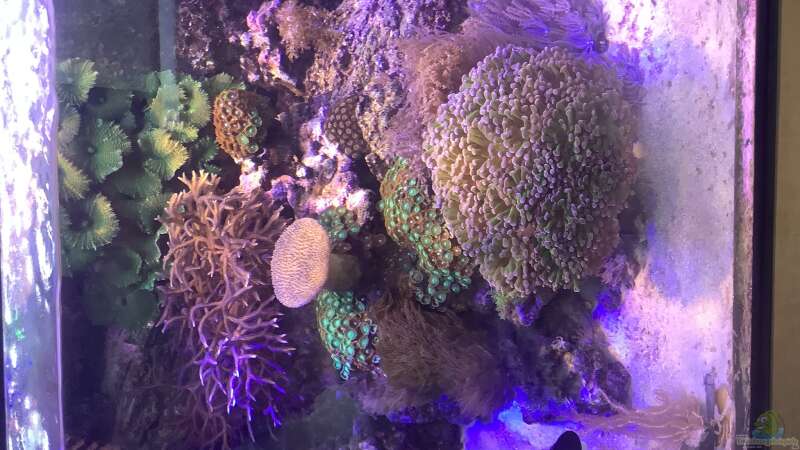 Aquarium kleiner Riff-Ausschnitt von Diver (9)