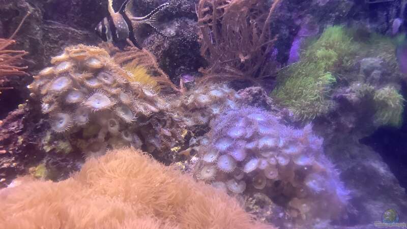 Besatz im Aquarium kleiner Riff-Ausschnitt von Diver (29)
