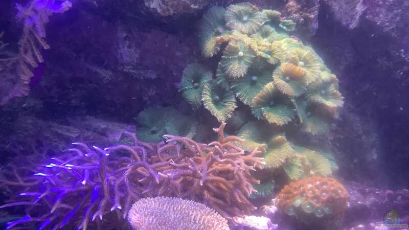 Besatz im Aquarium kleiner Riff-Ausschnitt von Diver (30)