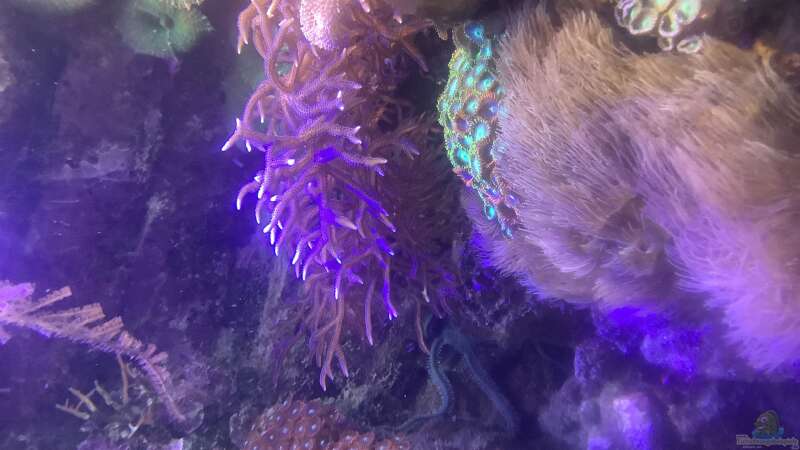 Besatz im Aquarium kleiner Riff-Ausschnitt von Diver (31)