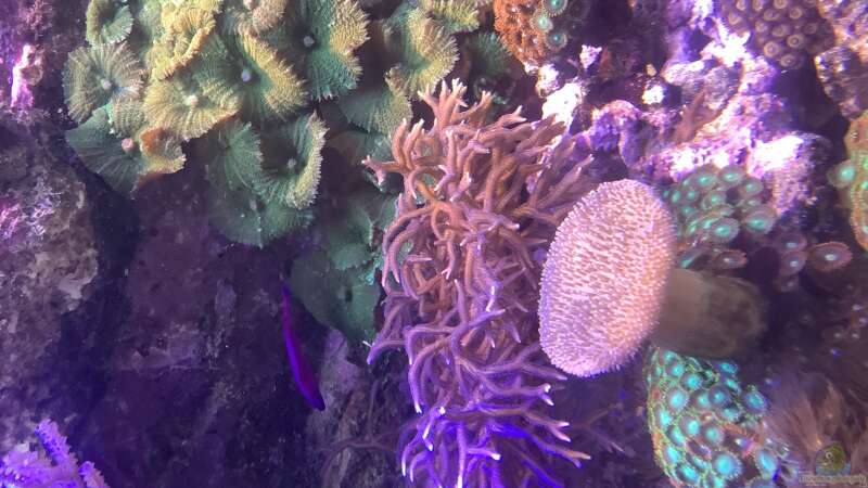 Besatz im Aquarium kleiner Riff-Ausschnitt von Diver (33)