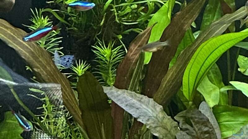 Pflanzen im Aquarium Gesellschaftsbecken Eheim Incpiria von Ottche (36)
