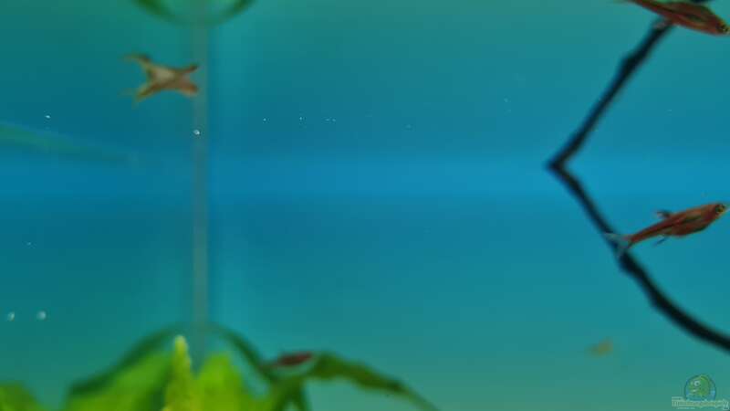 Moskitobärbling im Aquarium halten (Einrichtungsbeispiele für Boraras brigittae)