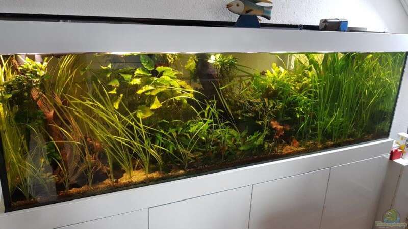 Aquarium Küchenseite von Klaus R (18)