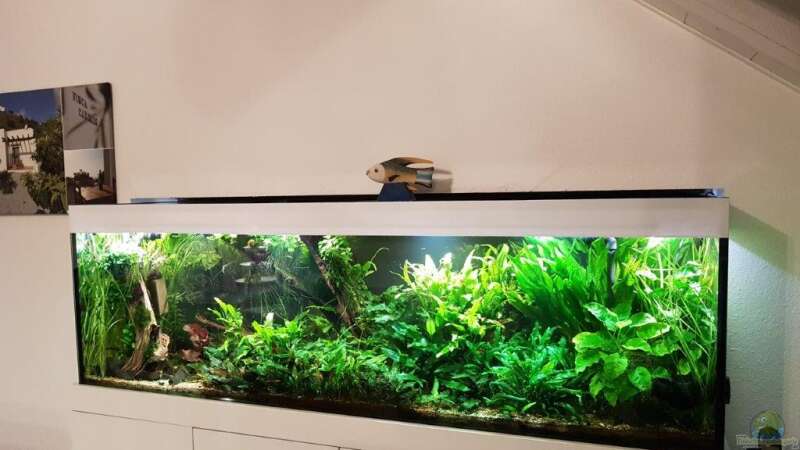 Aquarium Küchenseite von Klaus R (23)