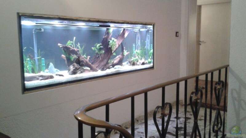 Aquarium Treppenhausseite von Klaus R (15)