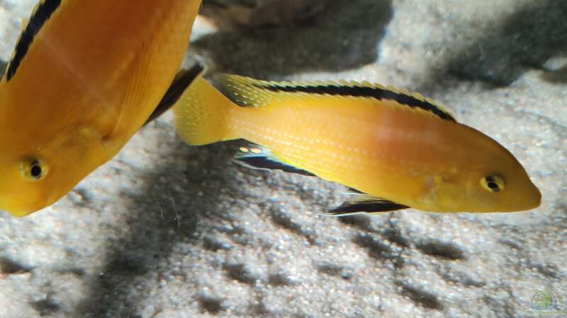 Labidochromis caeruleus yellow 2 Männchen von Dennis 80 (14)