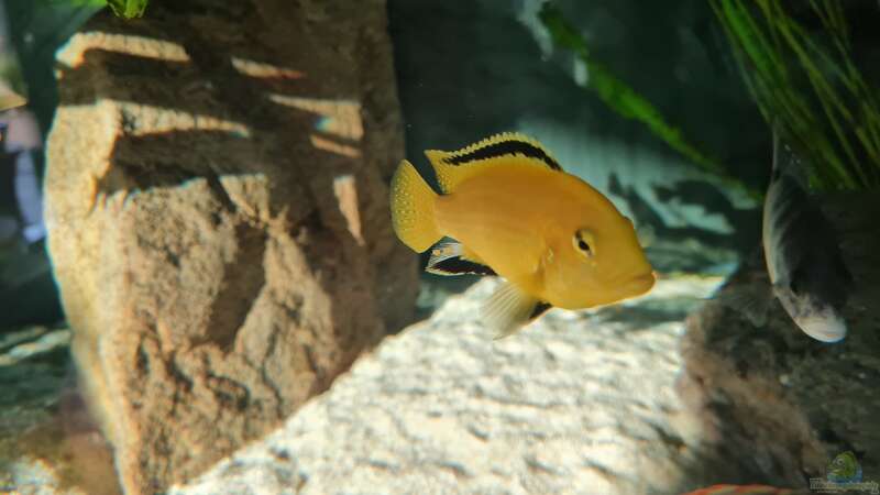 Labidochromis caeruleus yellow Männchen  von Dennis 80 (17)