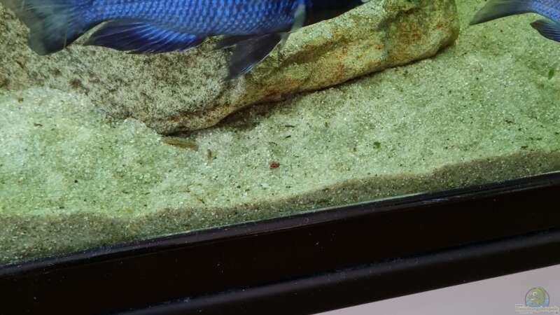 Placidochromis phenochilus mdoka white lip Männchen von Dennis 80 (11)
