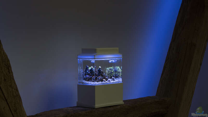 Aquarium 1,5l Nano - Aquarium von Traum-Hobby.de (2)