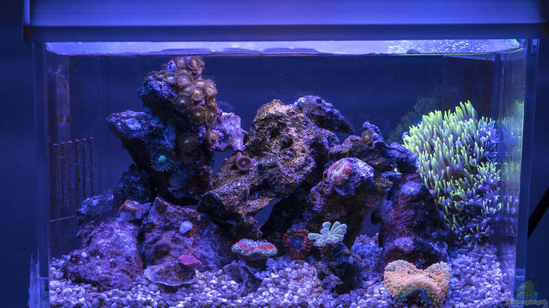 Aquarium 1,5l Nano - Aquarium von Traum-Hobby.de (3)
