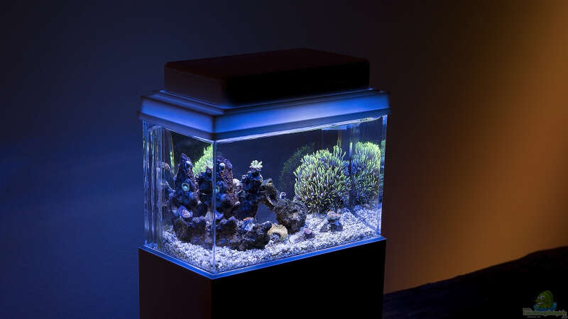 Aquarium Hauptansicht von 1,5l Nano - Aquarium