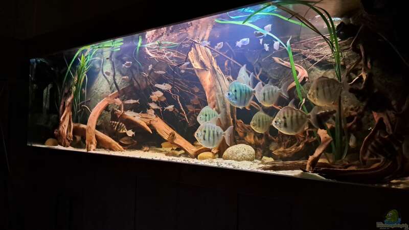 Aquarium Amazonas - Wasserwelt von Agua viva (4)