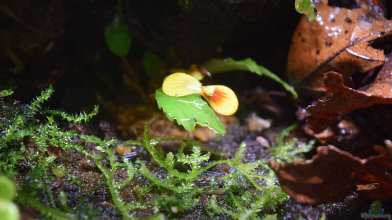 Pflanzen im Aquarium Canyon von Junglist (20)