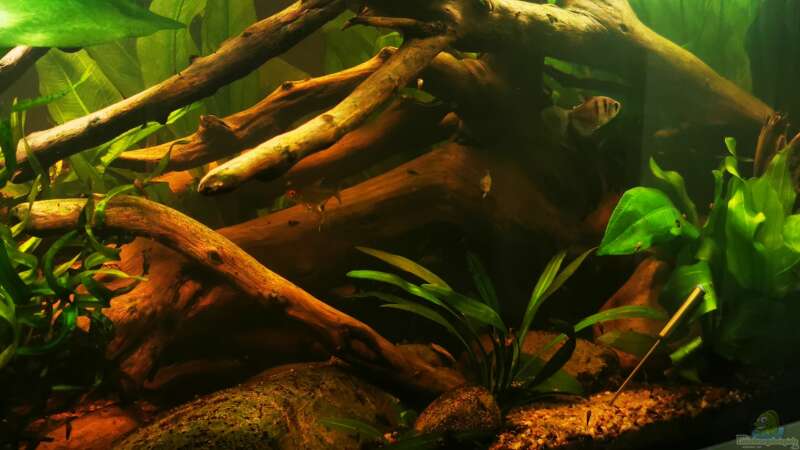 Pflanzen im Aquarium Schwarzwasser Südamerika Biotop von 8isJulchn8 (3)
