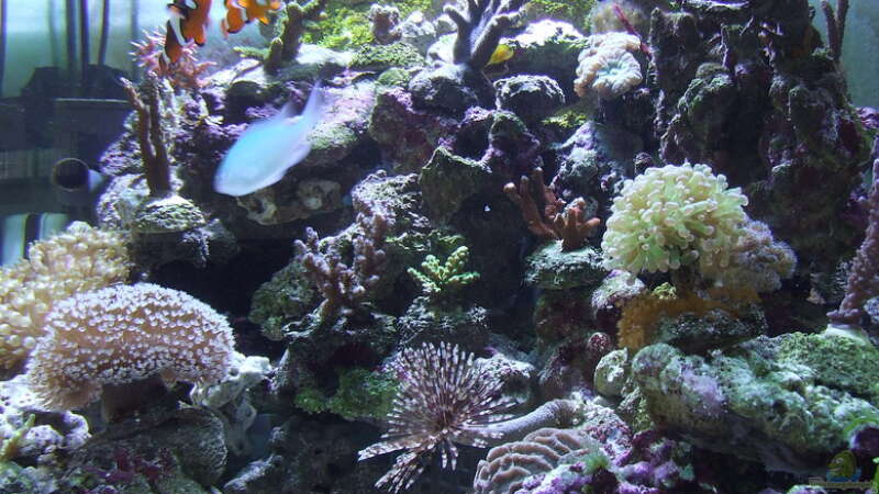 Aquarium Becken 4431 von Sascha Bill (3)