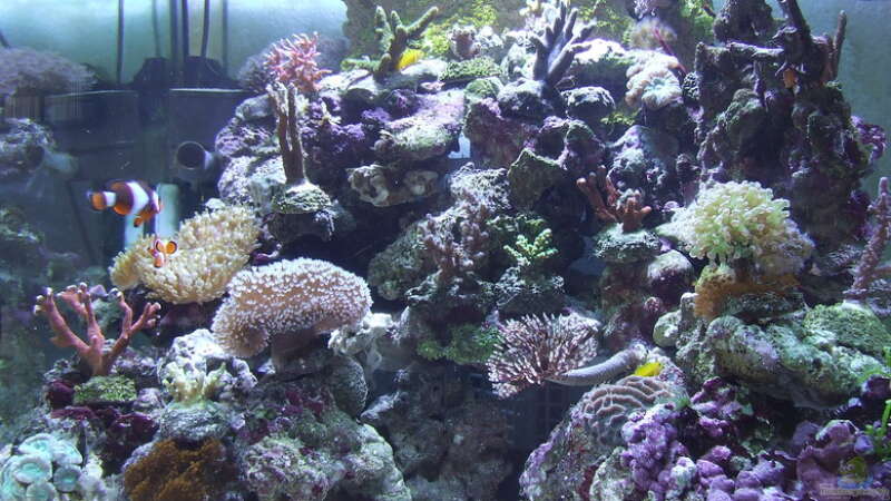 Aquarium Becken 4431 von Sascha Bill (4)