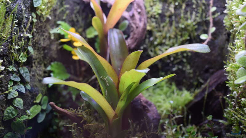 Pflanzen im Aquarium Keto Tsuchi von Junglist (6)