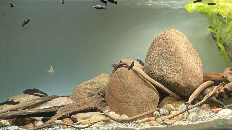Aquarium Hauptansicht von Rio Cocotis von Lutten81 (1)