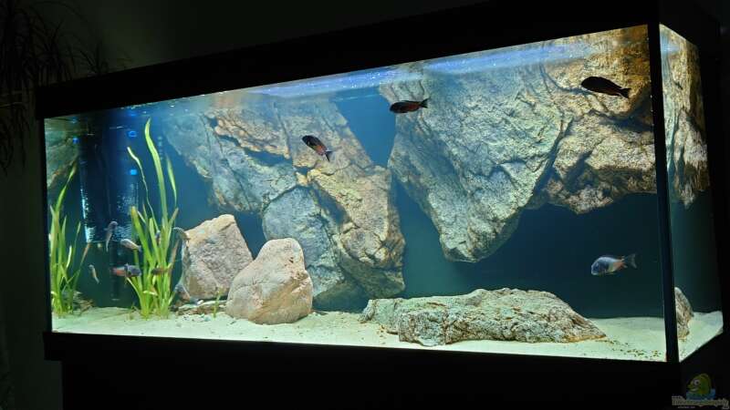 Aquarium Tropheus zu Hause von Leucki (5)