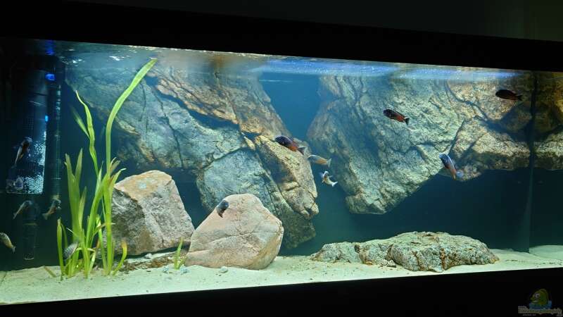 Aquarium Tropheus zu Hause von Leucki (7)